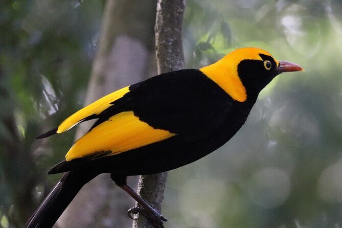 Bellthorpe Rainforest Private Tour - Key highlights you’ll care about
