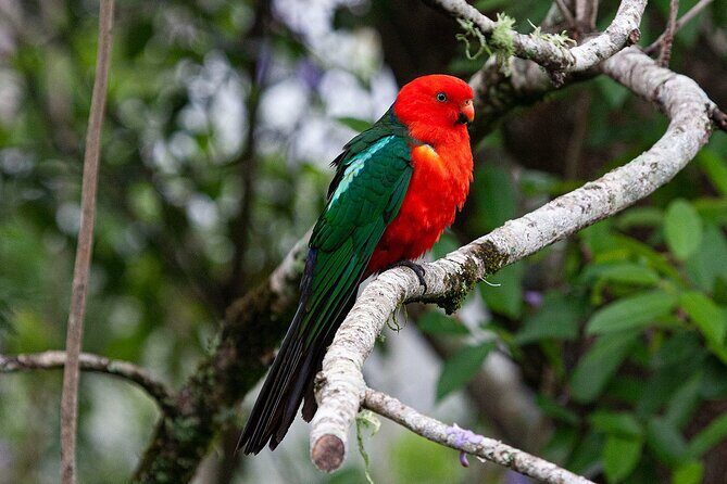 Bellthorpe Rainforest Private Tour - Why Bellthorpe Stays feels different from a normal rainforest day