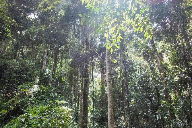 Bellthorpe Rainforest Private Tour - Bellthorpe Stays at almost 600 metres: the spot for birds and first impressions