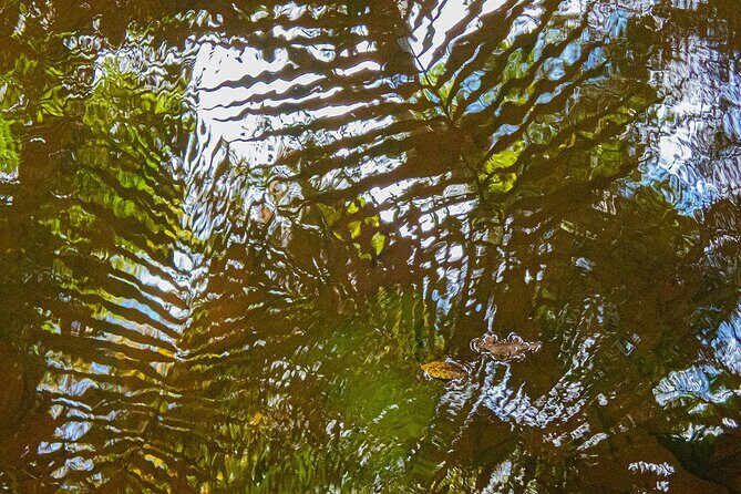 Bellthorpe Rainforest Private Tour - Heritage Waterfalls and the trapdoor spider clue