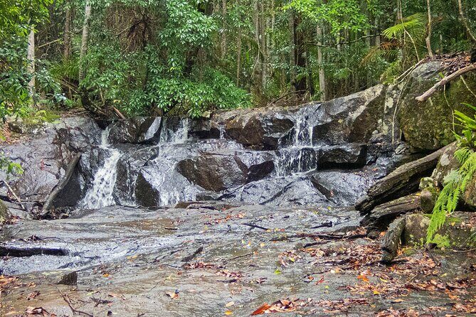 Bellthorpe Rainforest Private Tour - Price and value: what $200.83 buys you in the real world