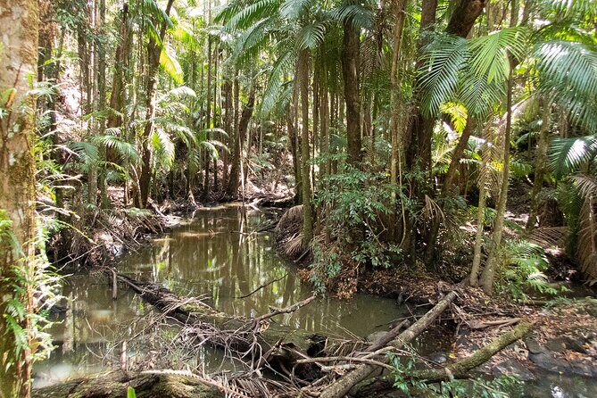 Bellthorpe Rainforest Private Tour - Who this Bellthorpe rainforest private tour suits best
