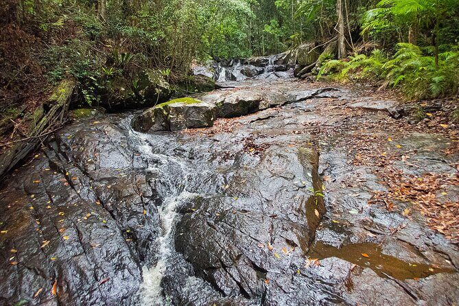 Bellthorpe Rainforest Private Tour - The 10-hour flow: pickup mornings and a steady wildlife pace