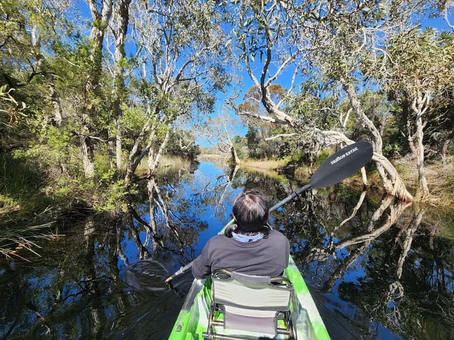 Bribie Island: 4WD, Kayak, and WWII Bunker Tour - Norfolk Lagoon kayaking: calm water, tea-tree color, and close-up nature