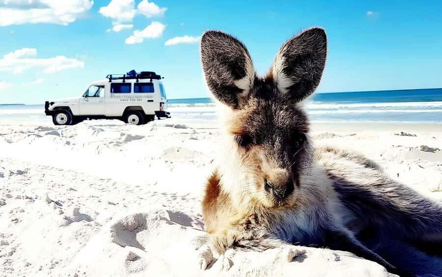 Bribie Island: 4WD, Kayak, and WWII Bunker Tour - Price and value: why $91 can feel fair for what you get