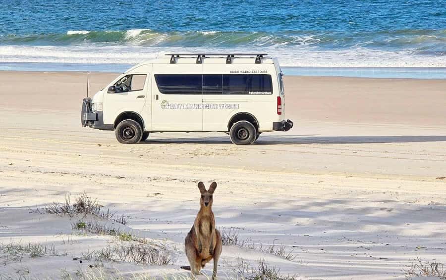 Bribie Island: 4WD, Kayak, and WWII Bunker Tour - Bribie Island 4WD on the beach: where you spot wildlife without rushing