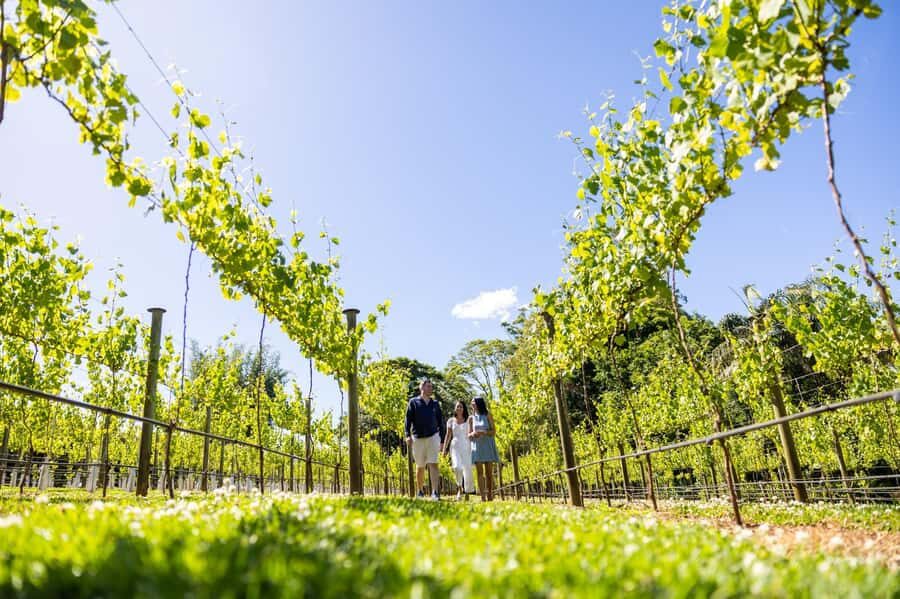 Brisbane: Boutique Winery Tour with Gourmet Lunch - Key things to know before you go