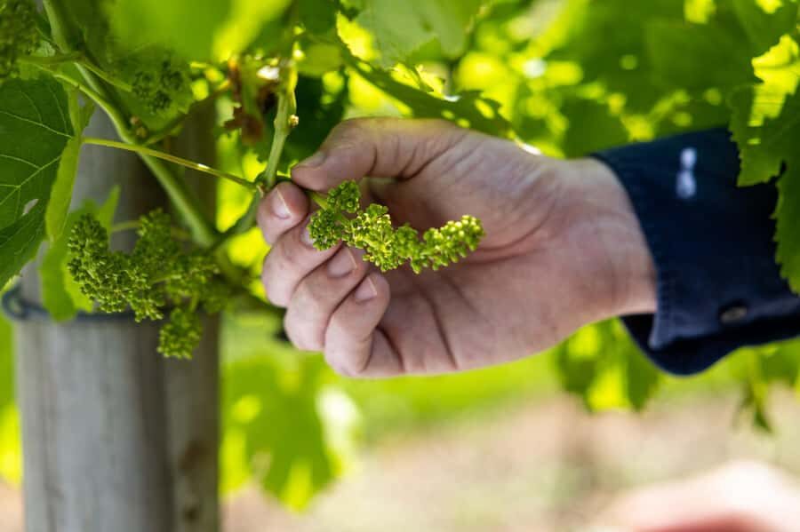 Brisbane: Boutique Winery Tour with Gourmet Lunch - Lunch at the winery: the meal break you’re actually paying for