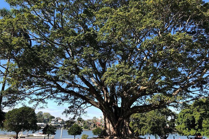 Brisbane City Highlights Sightseeing Tour - Botanic Gardens lunch plus Mt Coot-tha summit views