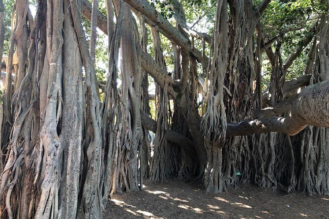 Brisbane City Highlights Sightseeing Tour - Should you book Brisbane City Highlights with BOS Tours Queensland?