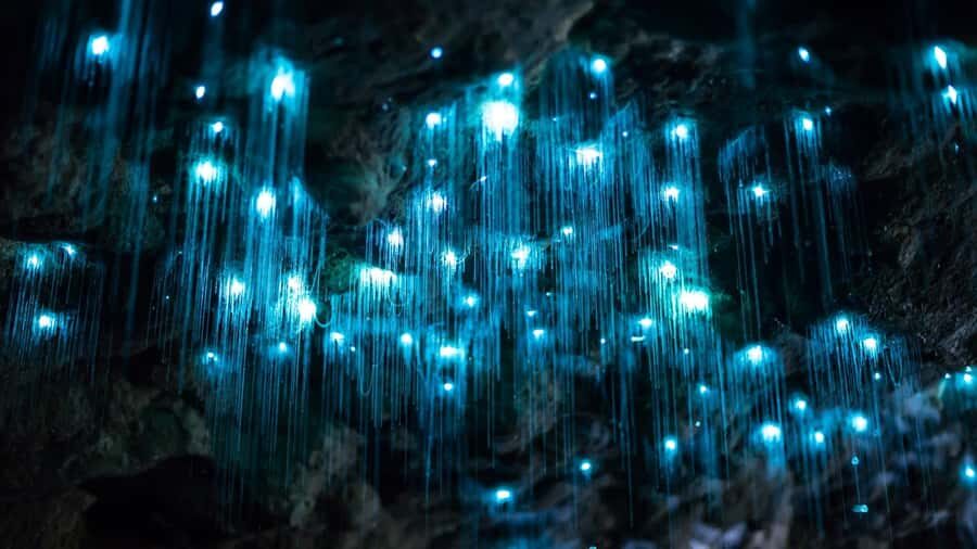 Brisbane: Daytime Glow Worm Caves Hop-on Hop-off Bus Tour - Tamborine Mountain Morning Time: Tea, Fudge, Water, and Optional Wine