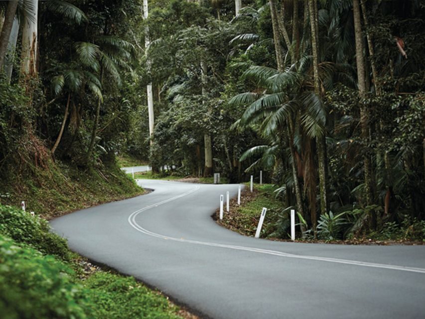 Brisbane: Daytime Glow Worm Caves Hop-on Hop-off Bus Tour - Price and Value: What $95 Really Buys You