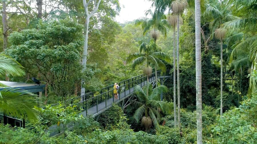 Brisbane: Daytime Glow Worm Caves Hop-on Hop-off Bus Tour - Glow Worm Caves in Daylight: A Managed, Up-Close Cave Walk