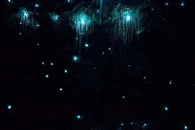 Brisbane: Glow Worms, Sunset, Telescope Stargazing & Dinner - Tamborine Mountain Glow Worm Caves: What the Night Walk Really Delivers