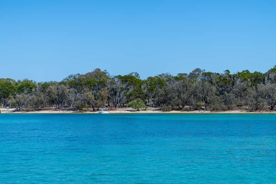 Brisbane: Half-Day Moreton Bay Sailing Cruise with Antipasto - Wildlife time in Moreton Bay Marine Park: what you might actually see