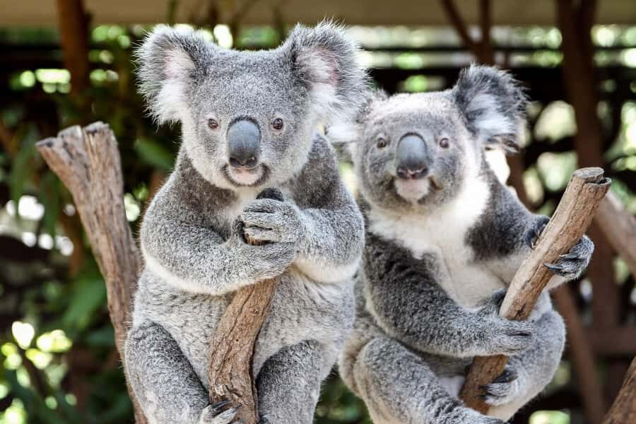 Brisbane: Lone Pine Koala Sanctuary Day Pass - Key things to know before you go