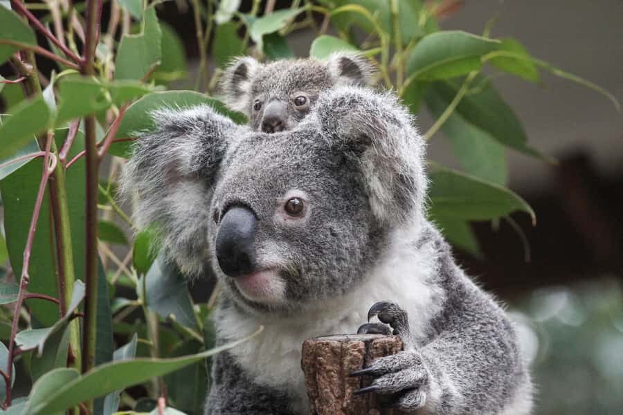 Brisbane: Lone Pine Koala Sanctuary Day Pass - Your self-guided plan for a 1-day visit