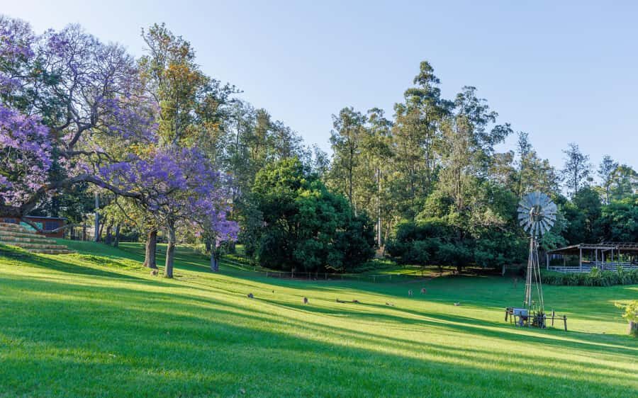 Brisbane: Lone Pine Koala Sanctuary Day Pass - Hand-feeding kangaroos at the free-range reserve