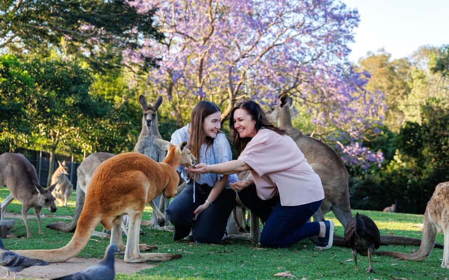Brisbane: Lone Pine Koala Sanctuary Day Pass - Rules you need to follow on-site