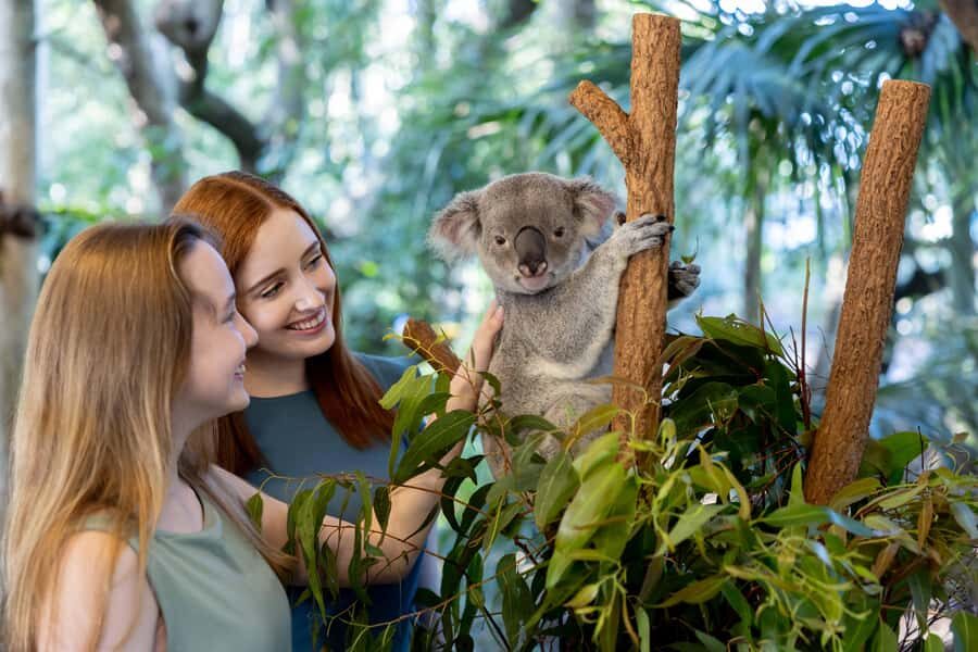 Brisbane: Lone Pine Koala Sanctuary Day Pass - Price and logistics: what $41 really covers