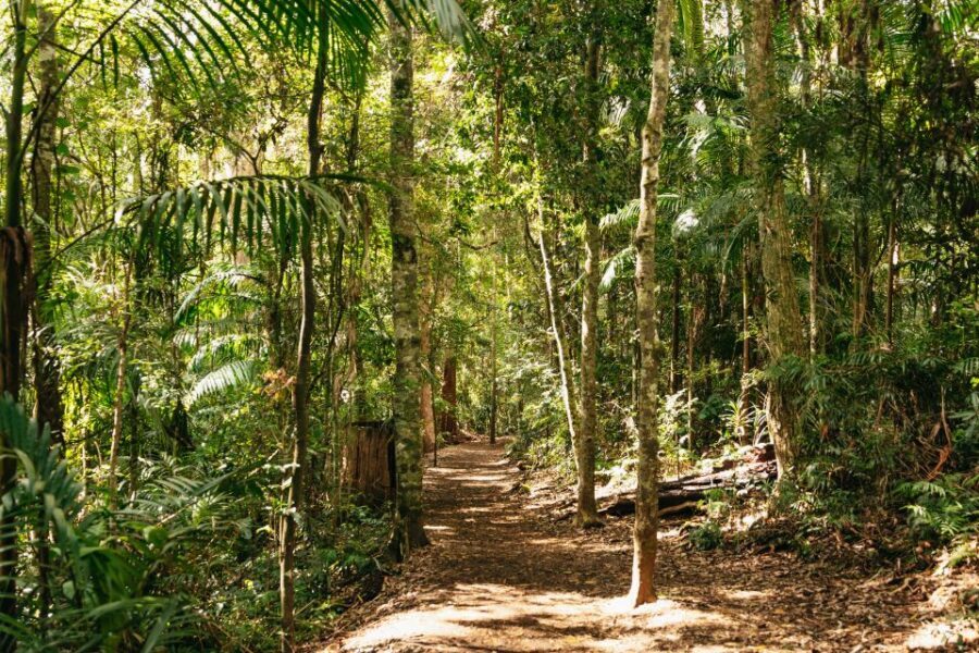 Brisbane: Rainforests, Waterfalls and Glow Worm Cave Tour - Cedar Creek Glow Worm Caves: The Guided Magic You’ll Remember