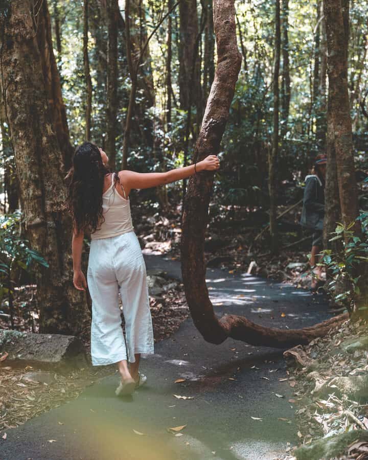 Brisbane: Rainforests, Waterfalls and Glow Worm Cave Tour - Numinbah Valley Scenic Drive and Hinze Dam: Wildlife With a Conservation Angle