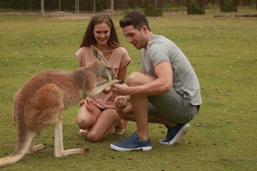 Brisbane River Cruise and Koala Sanctuary Visit - Key things that make this tour work