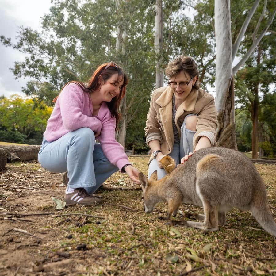 Brisbane River Cruise and Koala Sanctuary Visit - Should you book this Brisbane River Cruise and Lone Pine visit?