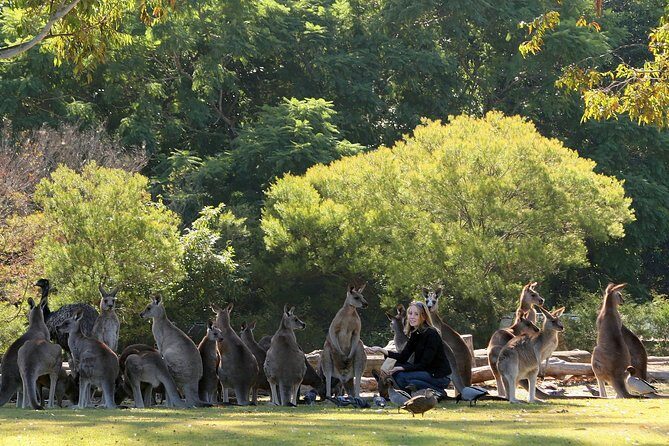 Brisbane River Cruise with entry to Lone Pine Koala Sanctuary - Key things to know before you go