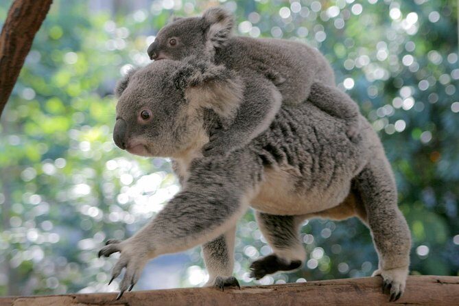Brisbane River Cruise with entry to Lone Pine Koala Sanctuary - Who this tour suits best