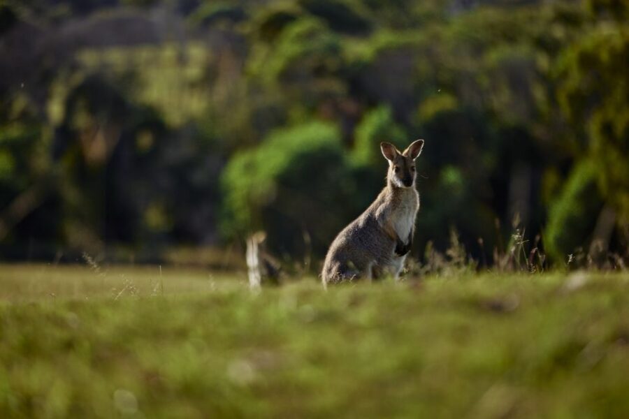 Brisbane: Sirromet Winery Tour with Tasting & 2-Course Lunch - What to bring, and what to ask your guide on arrival