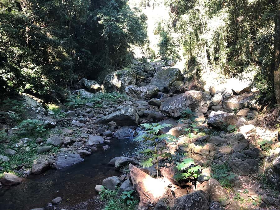 Brisbane: Springbrook and Mt Tamborine Glow Worm and Skywalk - From Ann Street to the hinterland: small-group comfort and included food