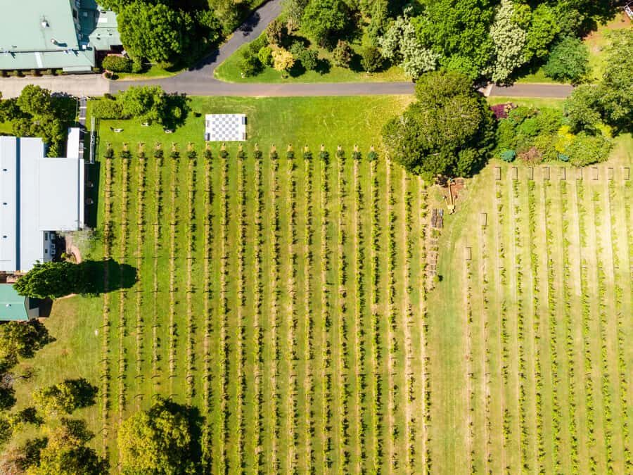 Brisbane: Tamborine Mountain Local Winery Tour with Lunch - Hampton Estate Winery lunch: where the day slows down