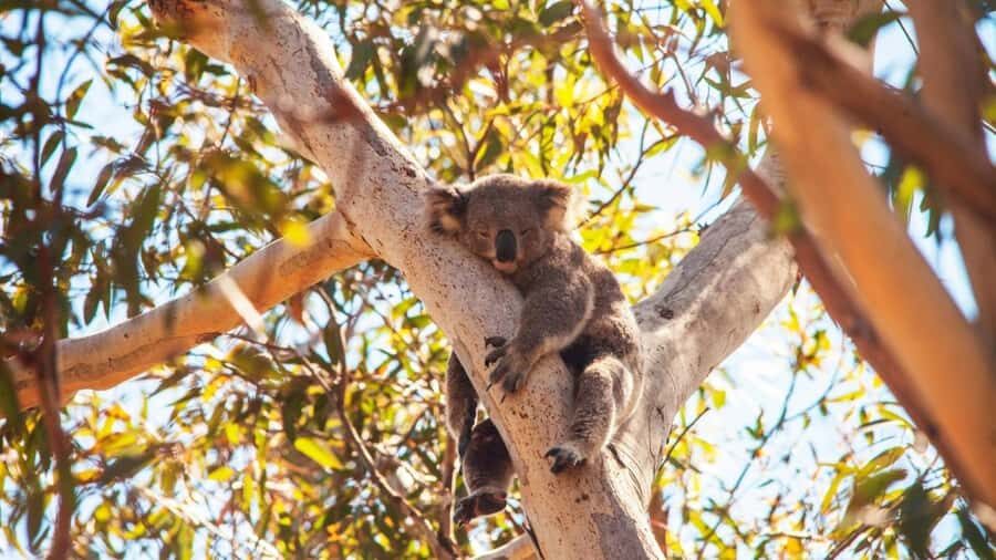 Brisbane to North Stradbroke Island Day: Wildlife & Beaches - North Gorge Walk and Point Lookout: the wildlife-and-views combo that makes the day