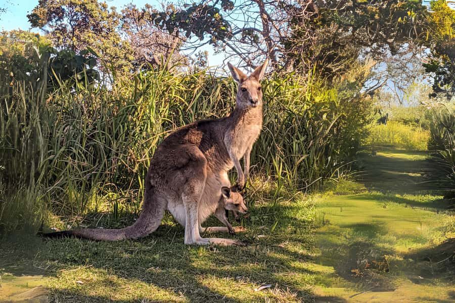 Brisbane to North Stradbroke Island Day: Wildlife & Beaches - Cylinder Beach: the sand-and-swim payoff (and what to bring)