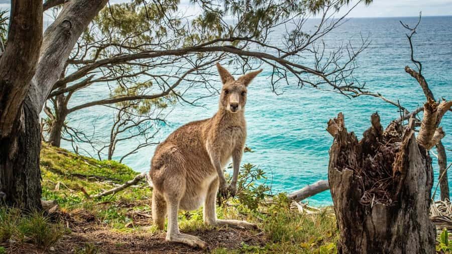 Brisbane to North Stradbroke Island Day: Wildlife & Beaches - Wildlife ethics and the “how to spot animals” mindset