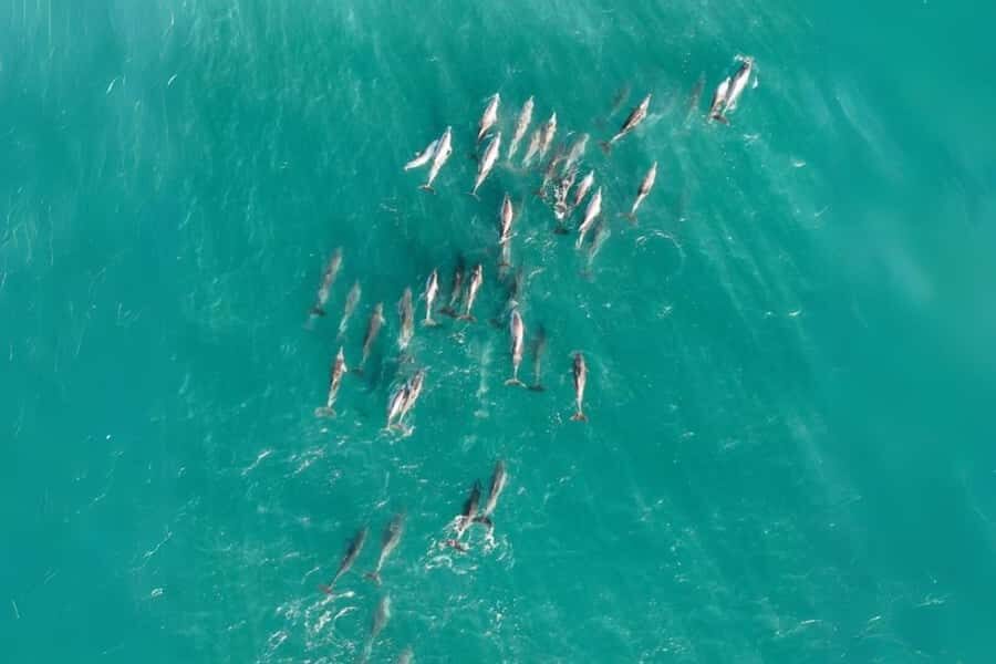 Brisbane to North Stradbroke Island Day: Wildlife & Beaches - Transport comfort and pacing: why the day doesn’t feel like a machine