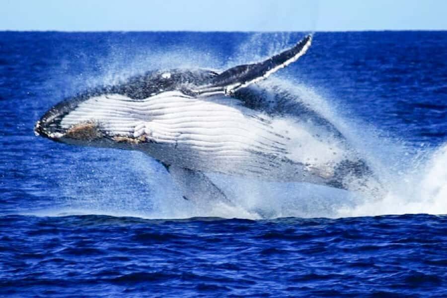 Brisbane: Whale Watching Cruise with Lunch - Key things worth knowing