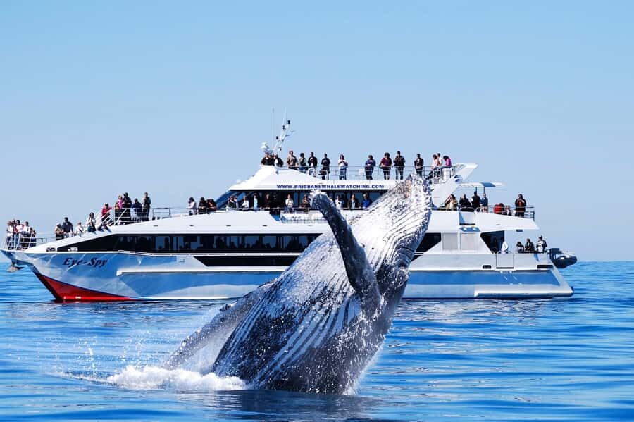 Brisbane: Whale Watching Cruise with Lunch - Humpback whales in Moreton Bay: what makes this route work