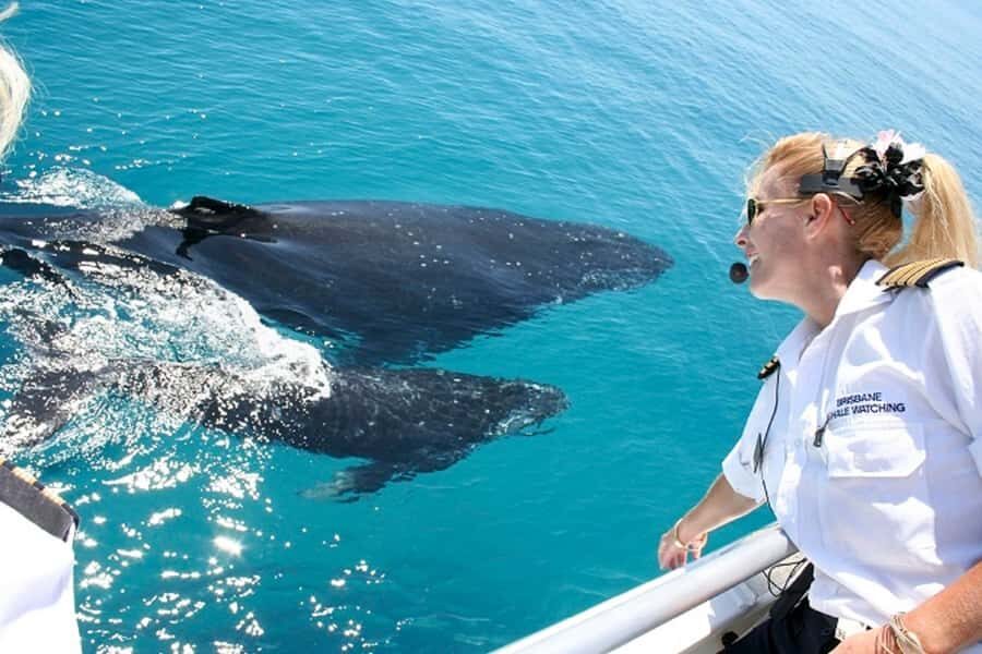 Brisbane: Whale Watching Cruise with Lunch - The MV Eye-Spy catamaran: comfort that helps you watch longer