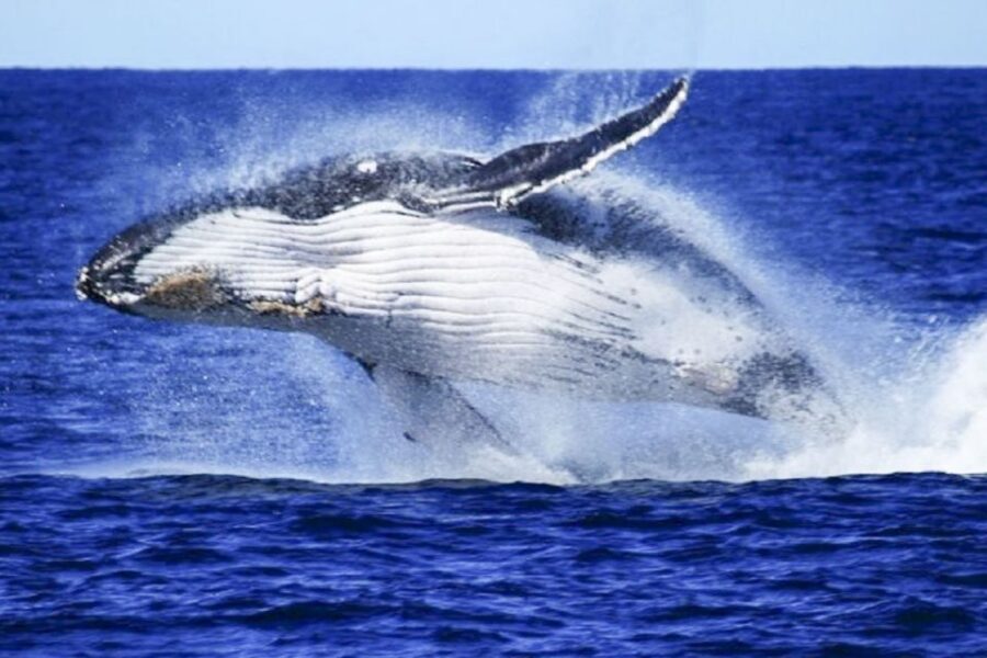 Brisbane: Whale Watching Cruise with Lunch - How early pickup works from Brisbane (and how not to miss the departure)