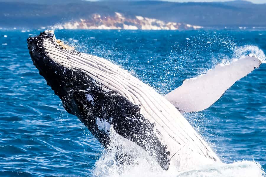 Brisbane: Whale Watching Cruise with Lunch - Meet the skipper: Captain Kerry Lopez and the tone of the day