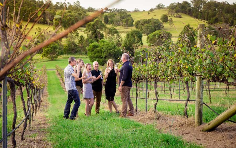 Brisbane: Wine & Dine In The Vines - The vineyard walk: seeing grapes where they grow