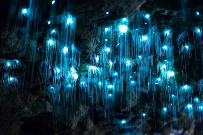 Daytime Scenic Rim Glow Worm Tour + Hop on Hop off Bus - Key things to know before you go