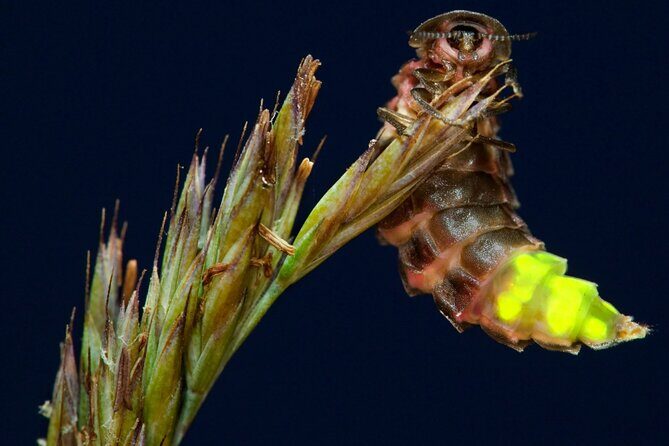 Daytime Scenic Rim Glow Worm Tour + Hop on Hop off Bus - Practical tips to make the day smoother
