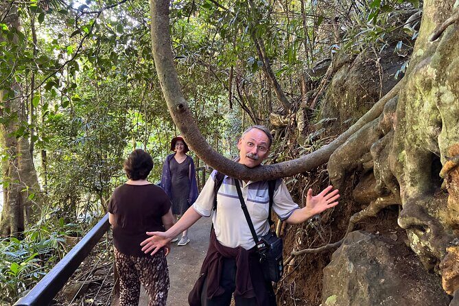 Deluxe Springbrook & Mt Tamborine Glow Worms and famous Skywalk - Gallery Walk on Mt Tamborine: fudge, cheese, and a breather from trails
