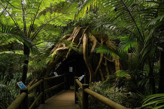 Deluxe Springbrook & Mt Tamborine Glow Worms and famous Skywalk - Rainforest Skywalk and the cantilever bridge: where the photos happen
