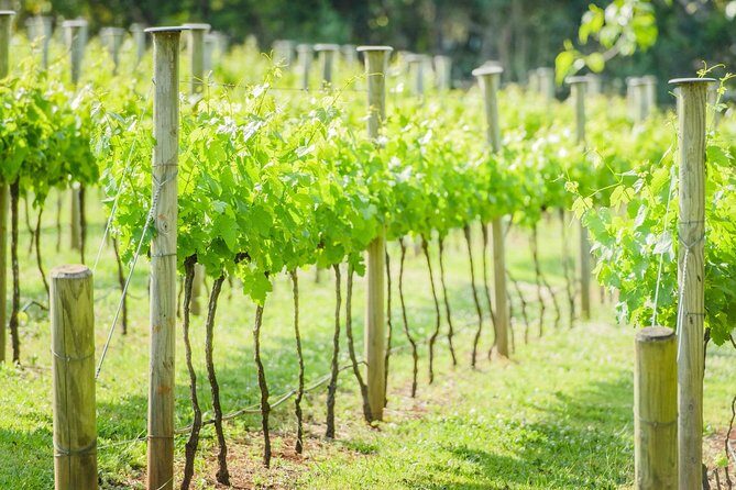 Deluxe Wine Tour to Tamborine Mountain, includes two course lunch - Why Mt Tamborine feels made for wine and spirits