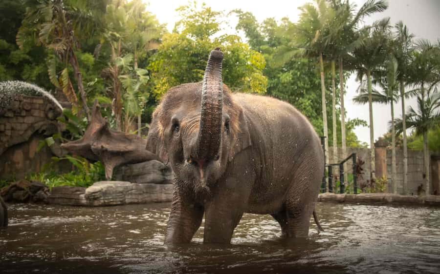From Brisbane: Australia Zoo Transfer and Entry Ticket - Brisbane pickup to Australia Zoo: why the early start feels like a win