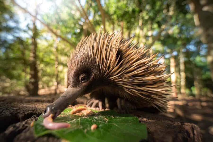 From Brisbane: Australia Zoo Transfer and Entry Ticket - Inside the zoo: how to use your six hours without running on fumes